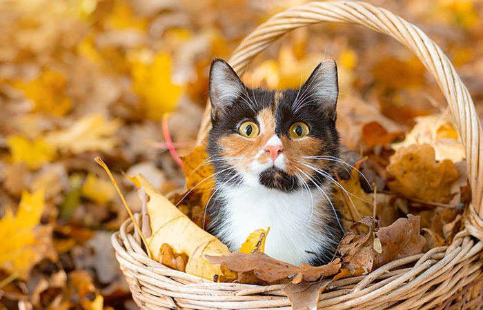 Cat in a garden basket