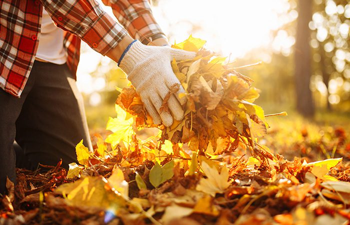 Clearing Leaves