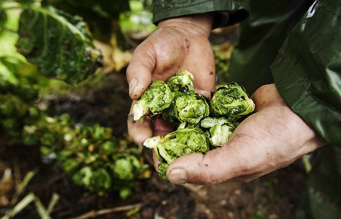 Harvest Brussels Sprouts