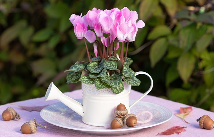 outdoor Cyclamen for bright colours all through the winter