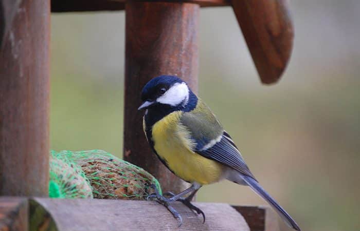 timber bird tables and bird feed