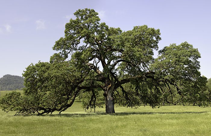 It's National Tree Week!