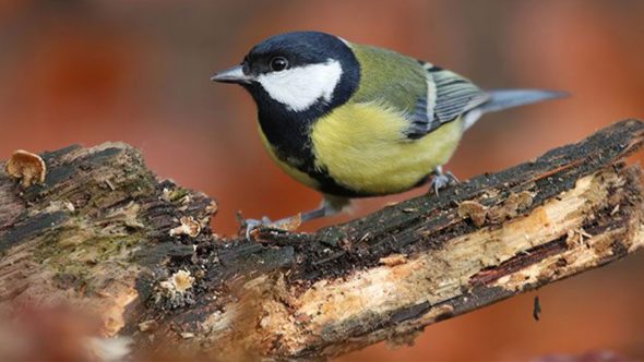 RSPB Big Garden Birdwatch 27th-29th January 2023