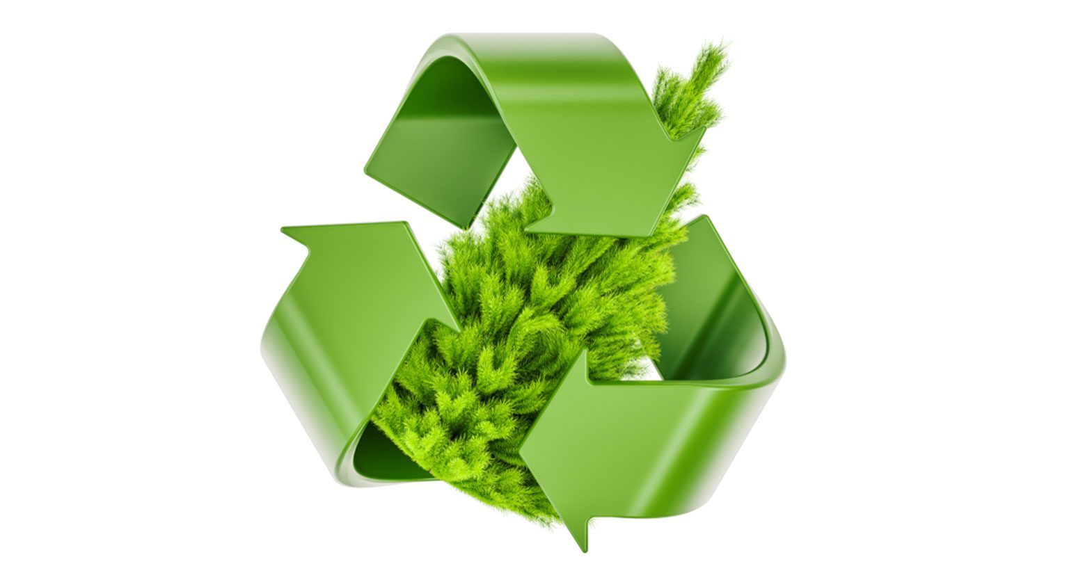 Recycle Your Christmas Tree Earnshaws