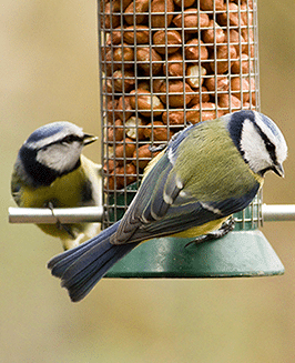 Bird feeder