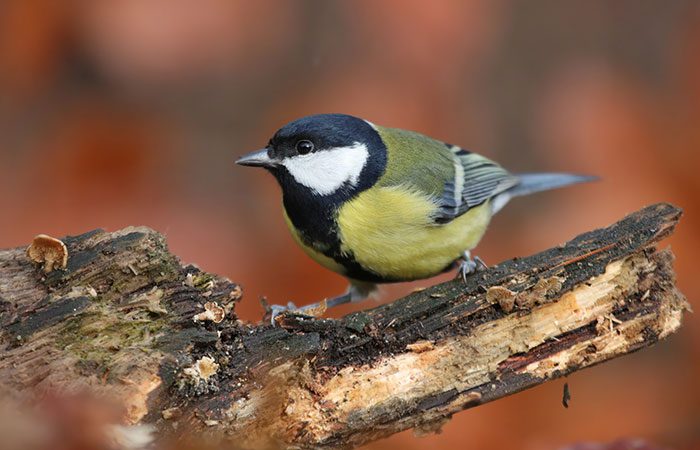 Big Garden Bird Watch