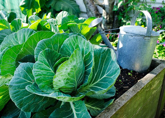 harvest cabbage