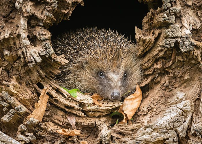 Hedgehog and animal houses for sale