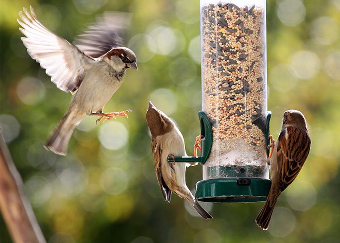 Looking after Birds