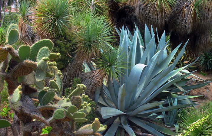 Mediterranean plants