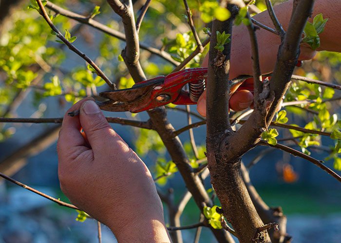 Pruning