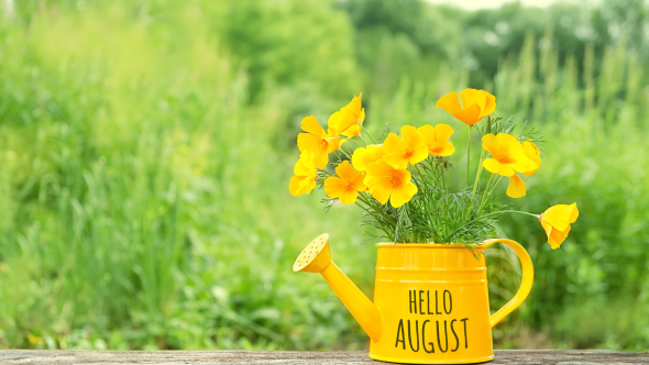 August In Your Garden