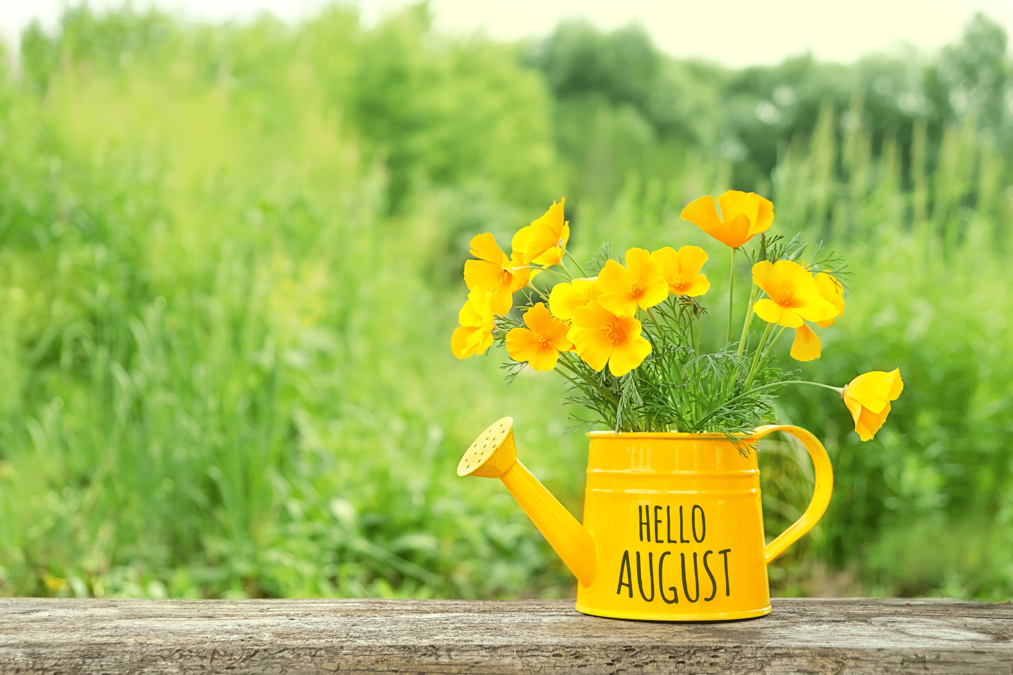 August In Your Garden