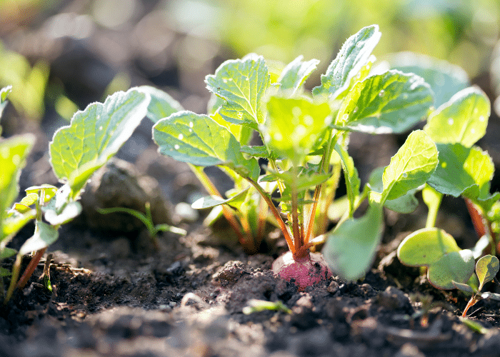 Radish