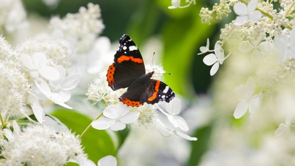 UK Butterfly Numbers At Highest Level Since 2019