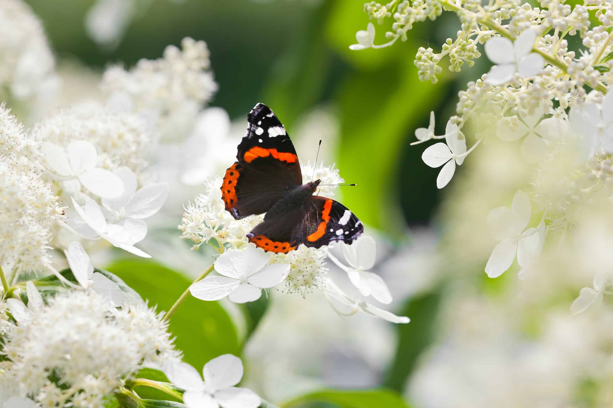 Butterfly count results