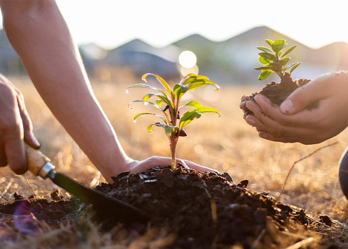 “National Tree Week