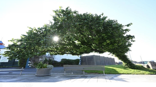 UK TREE OF THE YEAR 2026