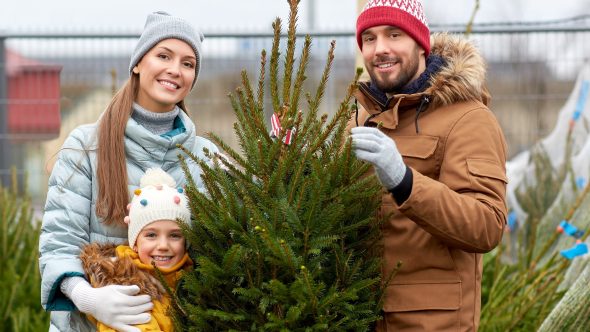 Locally Grown Christmas Trees At Midgley!