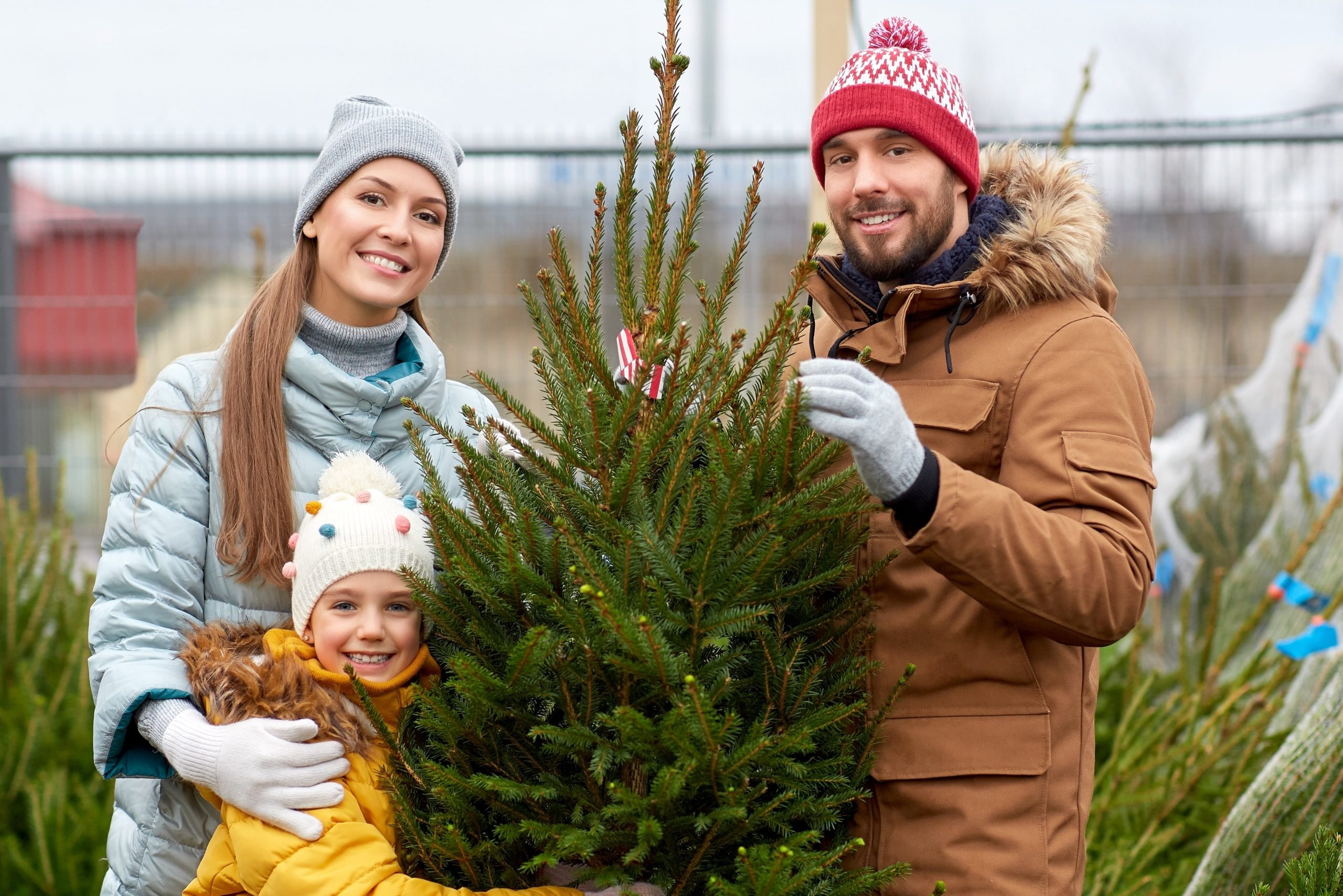 Choosing a Christmas tree