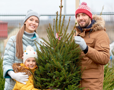 Freshly Cut Christmas Trees