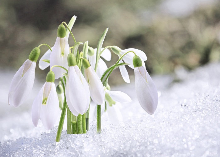 January Garden Checklist