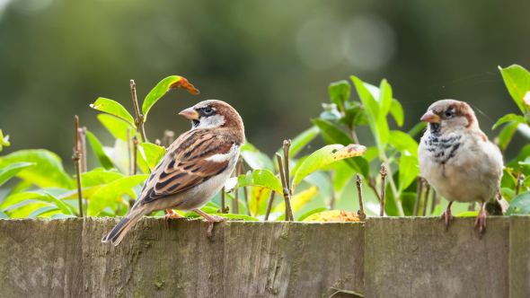 RSPB Big Garden Birdwatch 2024!