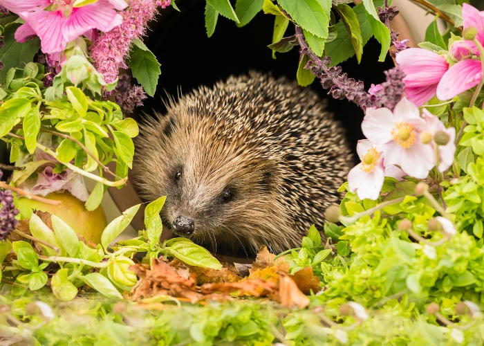 National hedgehog day 2024