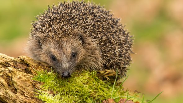 National Hedgehog Day 2024!