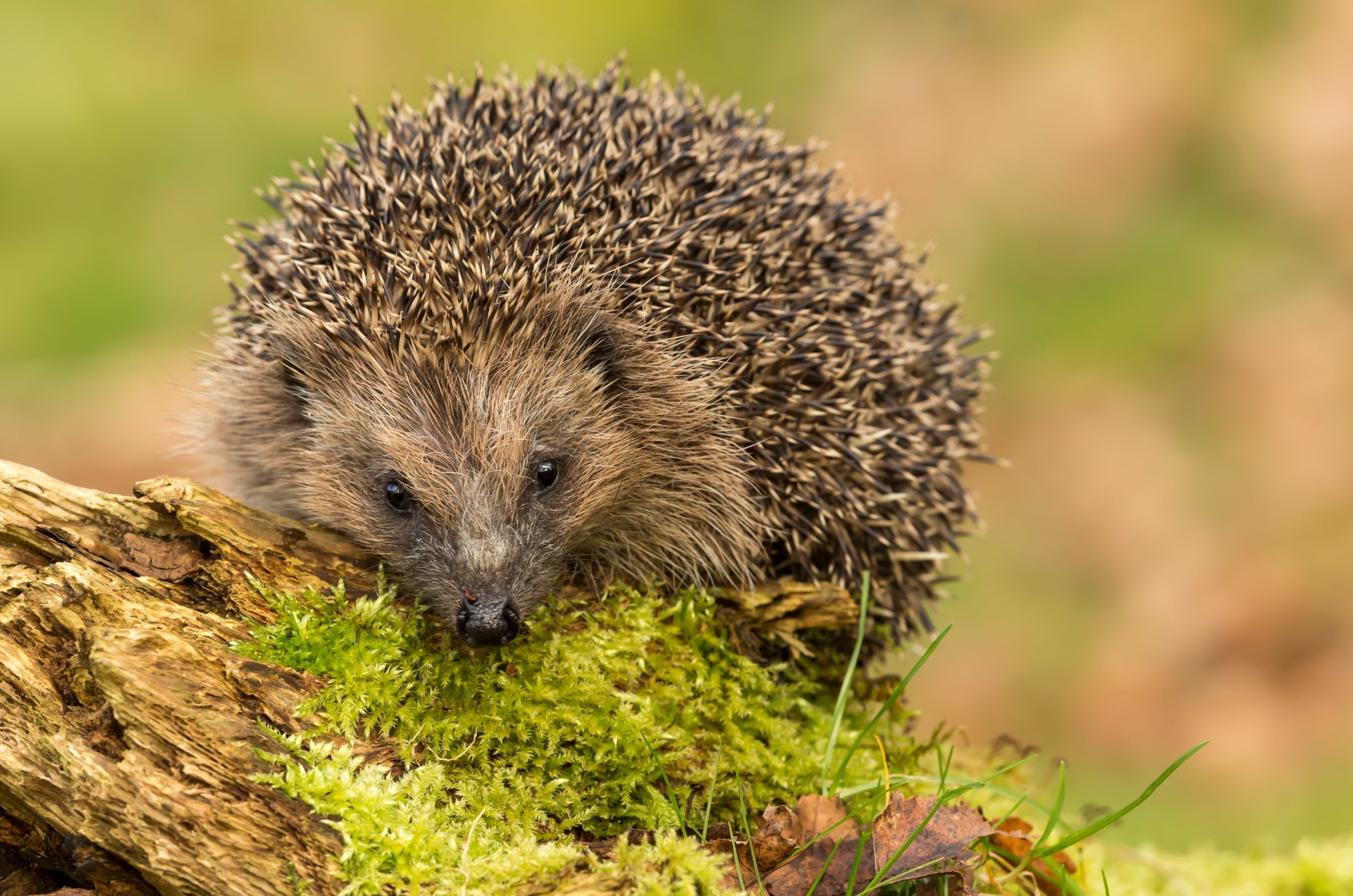 National Hedgehog Day