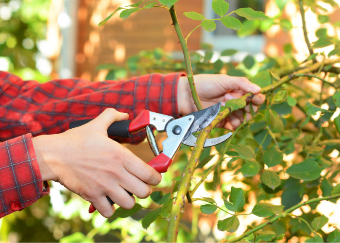 March garden checklist