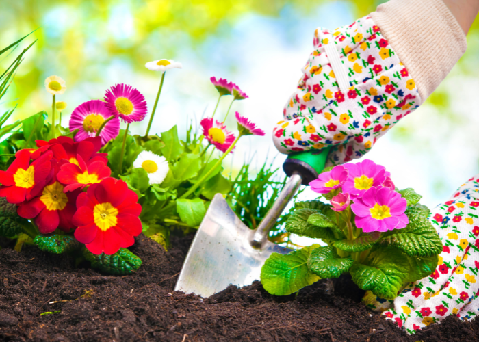 “Bedding Plants guide