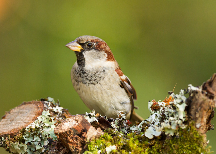 RSPB Big garden Birdwatch results