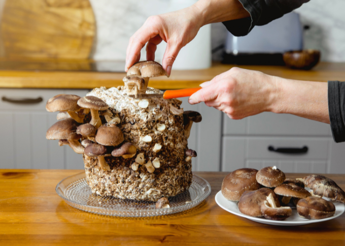 Growing Mushrooms indoors