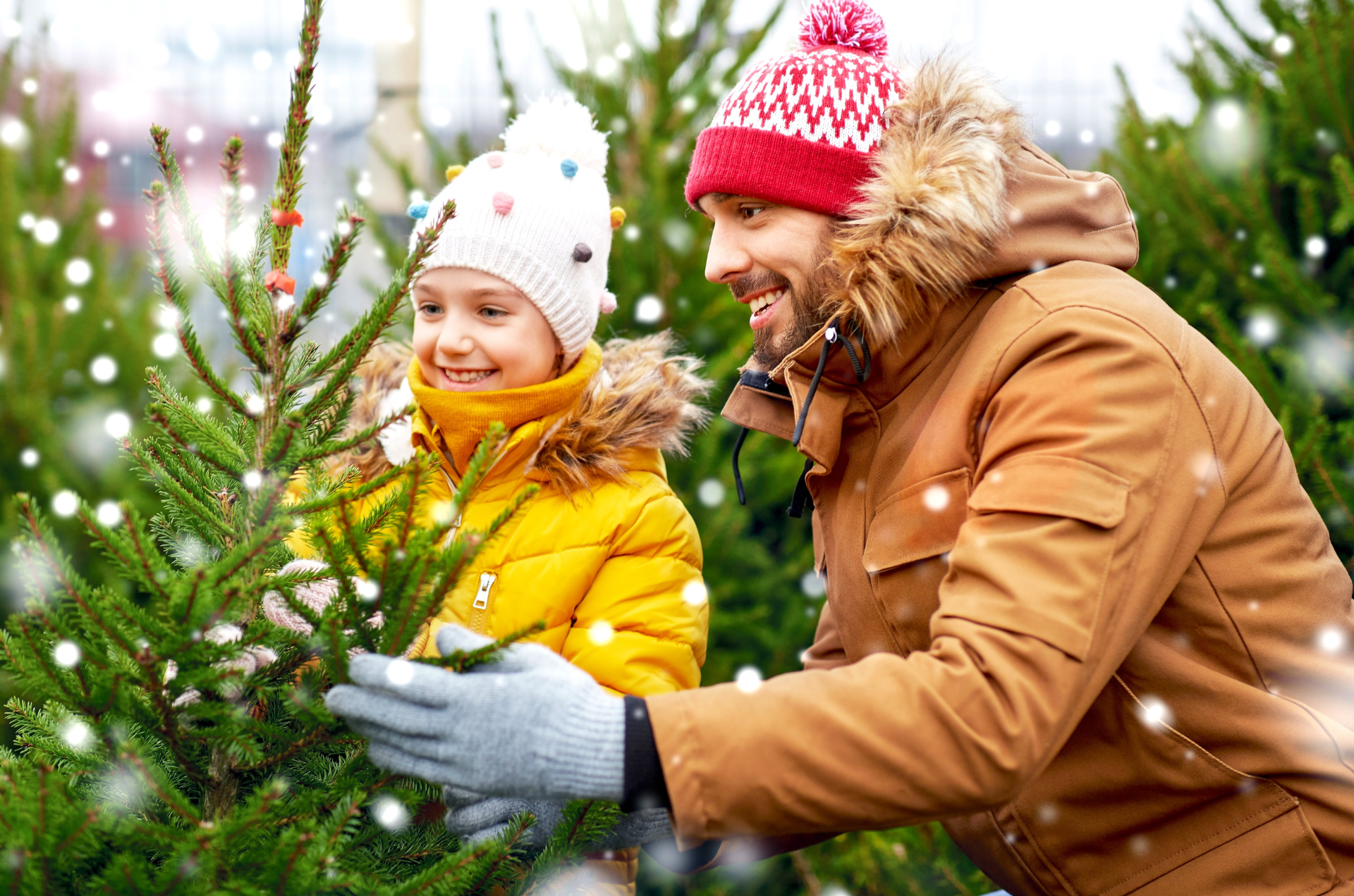Christmas trees at midgley