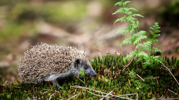 National Hedgehog Day 2026!