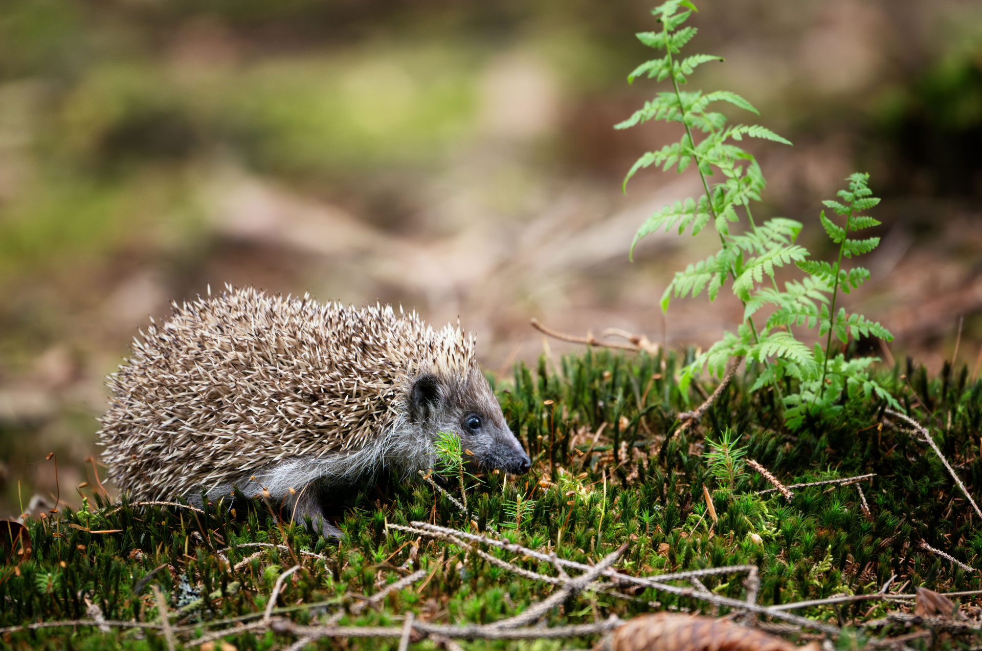 National Hedgehog day 2026