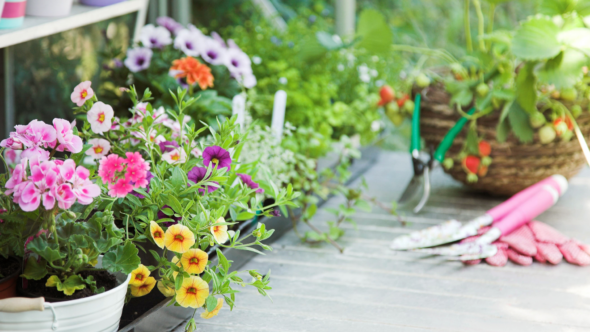 A Beginner’s Guide To Greenhouse Planting
