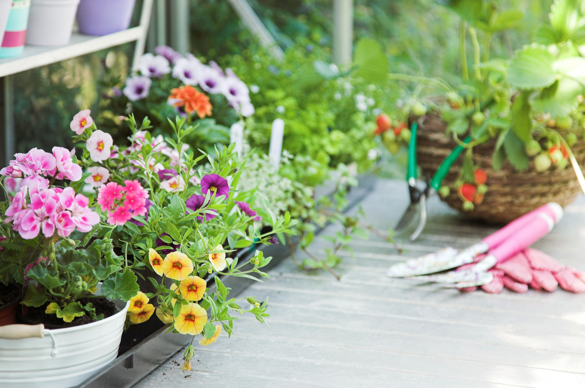 A beginners guide to greenhouse planting