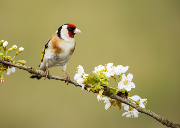 “birdcare