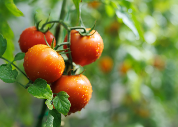 What to sow and grow in April