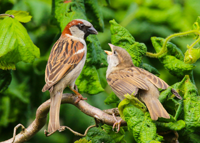 RSPB Big garden Birdwatch results