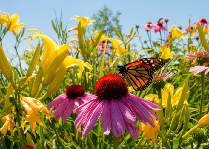 the wildlife gardening hub