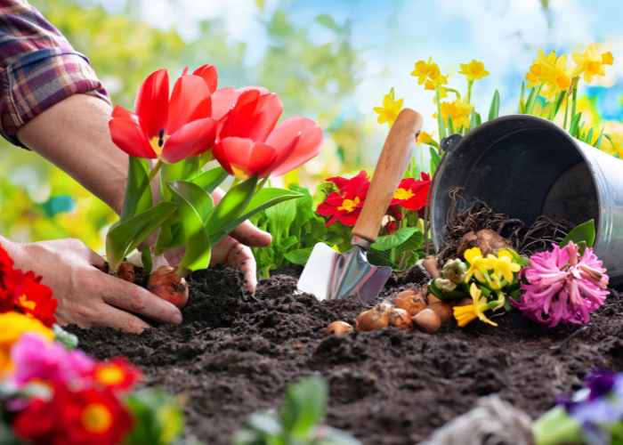 “Bedding Plants guide
