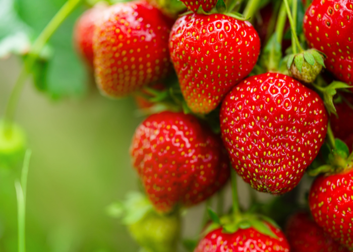 What to sow and grow in may