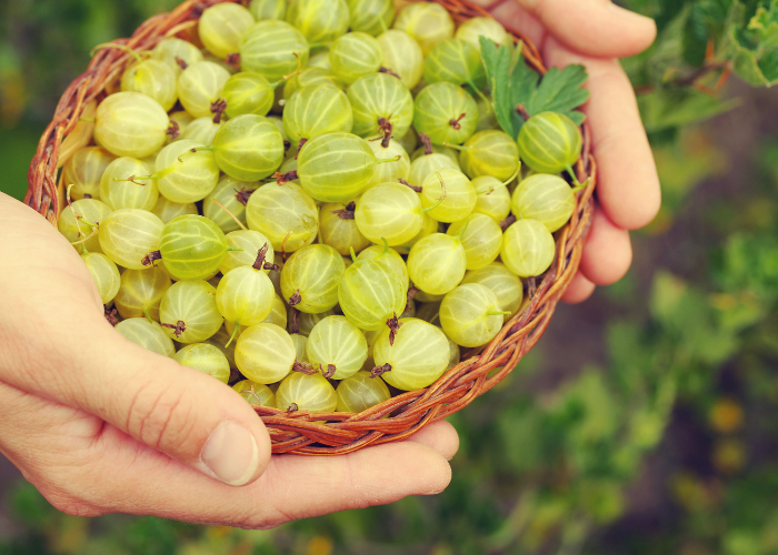 What to harvest in June