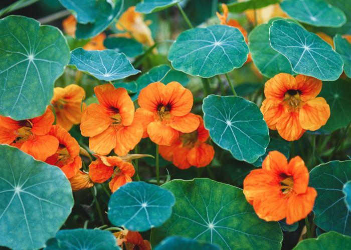 What to sow and grow in June Flowers