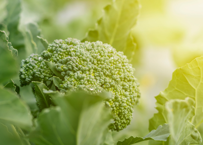 What to sow and grow in June Veg