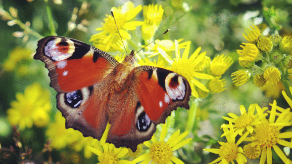 Join The Big Butterfly Count 2025