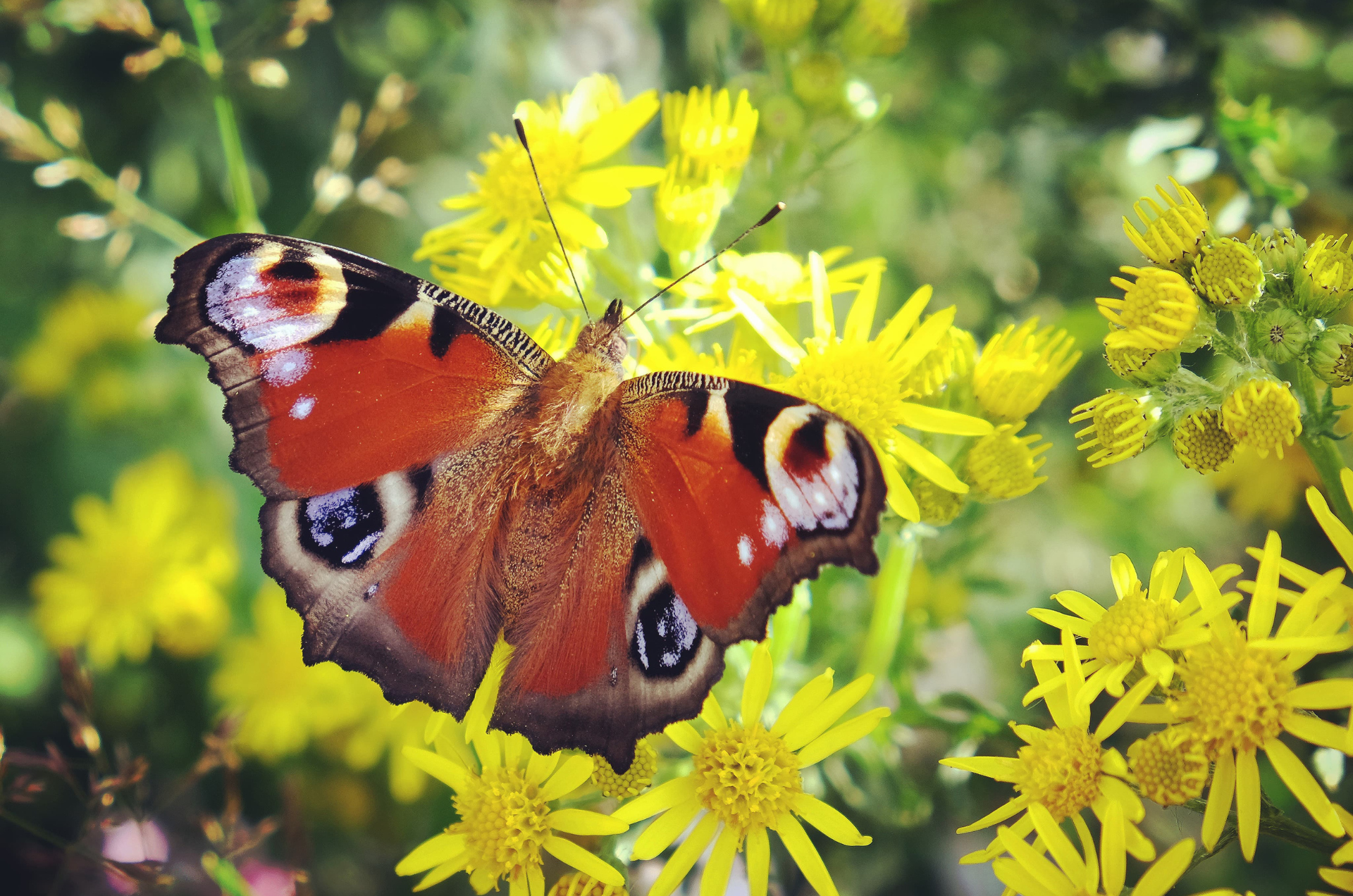 Big Butterfly Count 2025